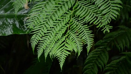 rainwater falls on the fern tree
