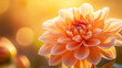 © Yaroslav Stepannikov - A glowing dahlia in golden hour lighting, with warm sunlight filtering through its soft petals and highlighting its center
