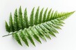 © stockphoto02 - A single vibrant green fern frond, delicate and lush, isolated on a white background.