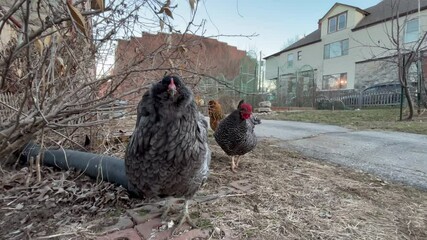 rooster on the farm