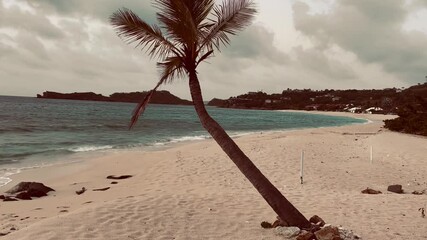 palm trees on the beach