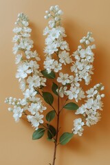 Poster - Delicate white flowers with green leaves are artistically arranged against a soft light background showcasing their natural beauty during springtime blooming.