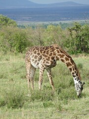 Wall Mural - Giraffe grazing peacefully in the african savanna