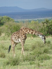 Wall Mural - Giraffe grazing in african savanna with hills in background