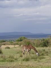 Wall Mural - Giraffe grazing peacefully in the african savanna under cloudy sky