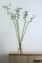 Wall Mural - Beautiful green bamboo stems in vase on chest of drawers near light wall