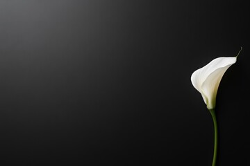 Poster - A single white lily rests diagonally on a smooth matte black surface, softly illuminated, creating a serene setting with ample space for custom text