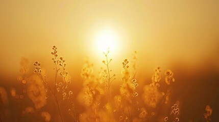 Wall Mural - golden hour illuminates wildflowers creating ethereal summer meadow scene