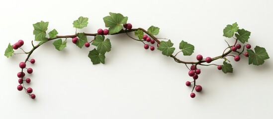 Poster - Vibrant green grapevine branch with small red grapes arranged on a soft white background creating a fresh and natural aesthetic.