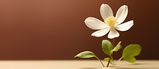 Poster - Delicate single white wood anemone flower with yellow center and green leaves against a smooth rich brown background side view with soft lighting