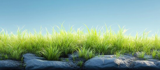 Poster - Lush green grass in vibrant hues framed by textured gray stones under a clear blue sky depicting a serene natural landscape.