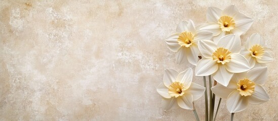 Aufkleber - Elegant white daffodil blossoms with golden centers against a soft beige textured background, ideal for personalized messages or captions.