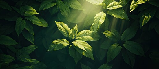 Fototapete - Sunlight beams filtering through a dense green forest canopy illuminating vibrant leaves creating a stunning interplay of light and shadow.
