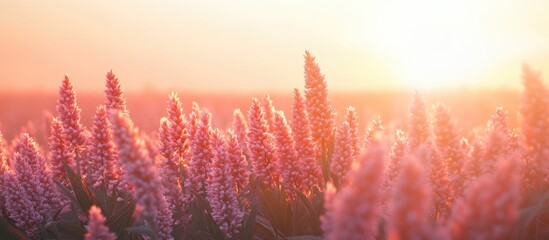 Fototapete - Soft pink sorghum plants in a tranquil field under a warm dawn light creating a serene atmosphere with gentle hues of pink and orange