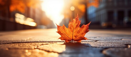 Leinwandbilder - Close up of a dry orange maple leaf on a sunlit cobblestone road with blurred autumn trees in the background creating a warm serene atmosphere