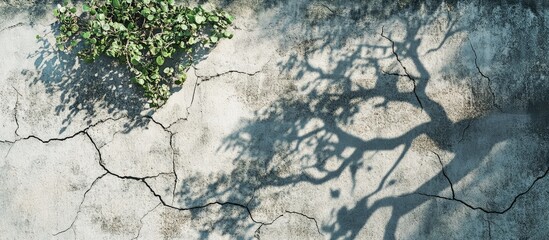 Poster - Cracked earth background showcasing delicate green leaves in the upper left corner with intricate tree shadow patterns on dry surface.