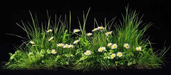 Aufkleber - Lush green spring grass with vibrant white daisies and foliage on a black background for easy isolation and digital design applications.