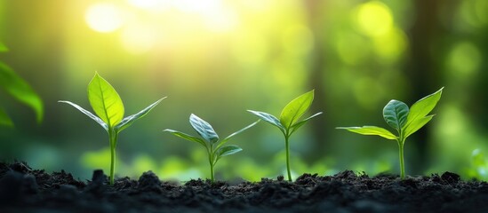 Aufkleber - Fresh green seedlings emerging from dark soil, illuminated by soft sunlight in a lush green background, symbolizing growth and opportunity.