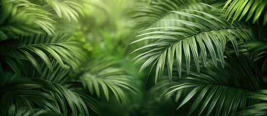 Poster - Lush green palm leaves in soft focus create a serene backdrop emphasizing tranquility with shades of vibrant green and soft lighting.