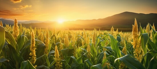Aufkleber - Golden cornfield bathed in warm sunrise light with vibrant green stalks under a clear sky, mountains in the background, expansive copy space available.