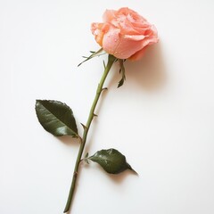 Poster - Elegant pink rose with a long green stem resting on a white surface in a serene indoor setting