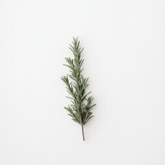 Poster - Fresh rosemary sprig with sharp green needles placed on a white background in simple arrangement