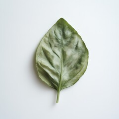 Poster - Fresh basil leaf showcasing vibrant green hue and intricate vein patterns, perfect for culinary use or gardening inspiration