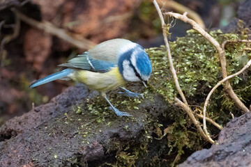 Poster - a close up of a blue tit perched on an old log looking down for food