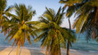 © Michele - Aerial of palm tree with sand tropical beach and ocean sea travel dream resort landscape