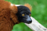 Red ruffed lemur (Varecia rubra)