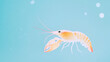 © Dong - Transparent Shrimp in Blue Water