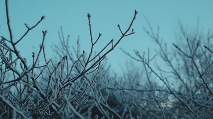 Poster - Frosty Branches Against a Clear Blue Sky