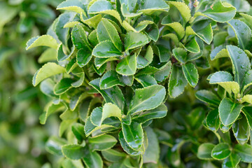 Wall Mural - Fresh green buxus (Buxus sempervirens) leaves. Close-up of evergreen bush boxwood in the nature. Concept: Greenery, natural pattern, nature texture.