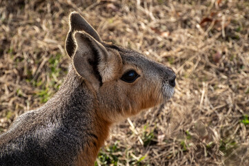 mara patagonica