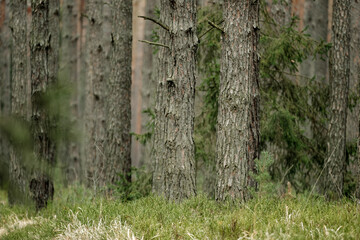 Leinwandbilder - Pine trunks display reddish-brown bark with deep furrows and plated patterns. The rough, scaly surface reveals complex textures and resin pockets on these coniferous sentinels.