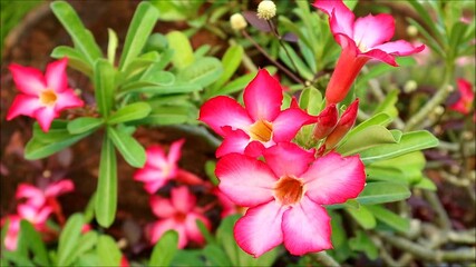 Wall Mural - footage of bright red desert roses or adenium obesum flowers blooming on the tree
