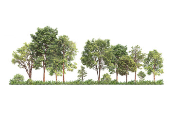 Wall Mural - group of tree. green treeline isolated on white backgroundand charity. png file.