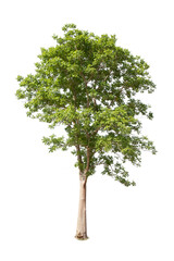 Wall Mural - green tree isolated on transparent background with clipping path, single tree with clipping path and