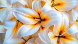 Elegant White Lilies Close Up  Floral Background  Nature Texture  Petals  Blossom  Spring