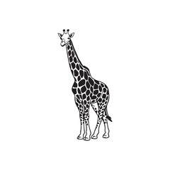  giraffe vector illustration.Elegant Black and White Silhouette of a Giraffe.A striking black and white silhouette of a giraffe, perfect for use in logos, marketing materials, or educational resources.