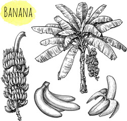 Wall Mural - banana ink sketches set