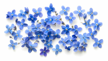 Poster - Blue spring flowers on a white background
