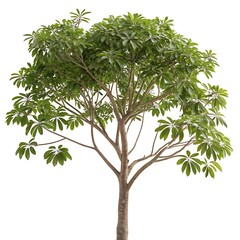 A striking umbrella tree with a smooth, slender trunk and a dense green crown of leaves, isolated on a white background for a minimalist effect