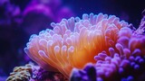 Vibrant coral anemone underwater aquarium, purple background, marine life