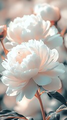 Fototapete - Charming arrangement of delicate pink peonies glowing softly under natural light in a beautiful garden : Generative AI