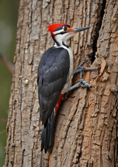 Pileated Woodpecker Perched High Up in a Tree