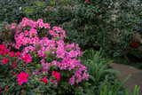 Blooming pink azalias flowers, azalia flowers in a greenhouse