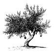 © Pawellpi Design - Detailed engraving of an olive tree with lush branches and ripe olives hanging against a white background
