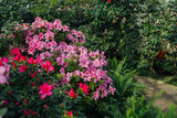 Bright pink azalia flowers blooming