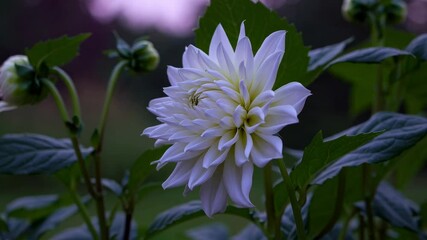 Poster - White dahlia flower in lush green garden at dusk. Nature and tranquility concept